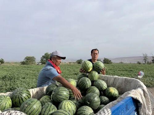 娱乐718.吃瓜王大炮